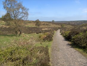 View of the path through heathland habitat