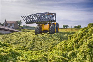 JCB loader compacting grass silage clamp