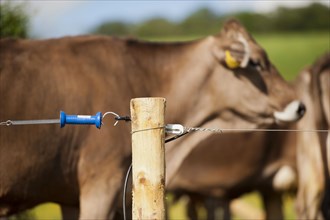 Electric fence set up along farm track to keep dairy cattle on