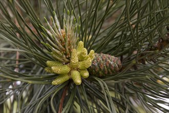 New cone of the corsican pine