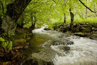 Shady stream flowing through woodland habitat