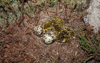 Eggs and chicks of the european golden plover