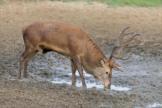 Red deer