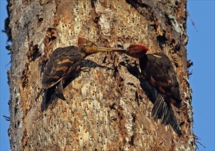 Orange-backed woodpecker