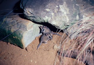 Fat-tailed dunnart
