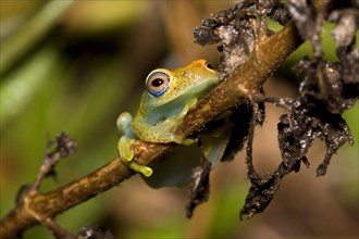 Madagascar Frog