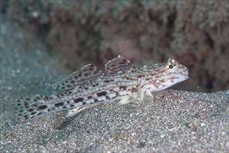 Decorated Goby