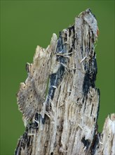 Pale prominent