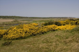 Looking west over flowering gorse to RSPB Minsmere Marsh