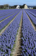 Field with rows of cultivated hyacinths in Holland