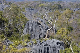 Karst limestone formation in Tsingy de Bemaraha Strict Nature Reserve