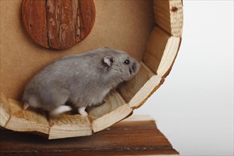 Campbell's Russian Dwarf Hamsters