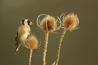 European european goldfinch