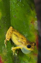 Small tree frog