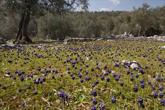 Flowering mass of dark mixed up grape hyacinth