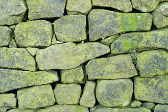 Close-up of lichen covered drystone wall