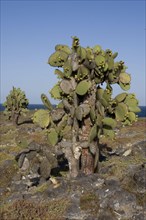 Giant prickly pear cactus
