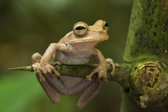 Guenther's banded tree frog