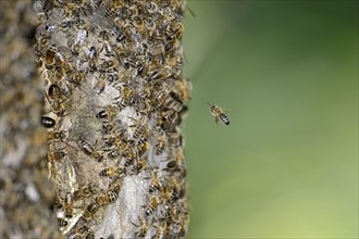 Swarm of honey bee