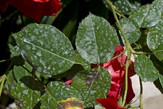 Spray deposit on the leaves of red climbing roses in a garden on the Gulf of Naples