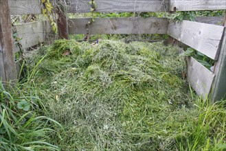 Grass cuttings on garden compost heap