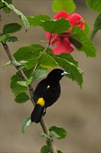 Yellow-cheeked Tanager