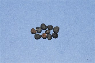 (Datura) Seed