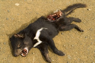 Tasmanian devil dead