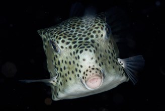 Shortnose Boxfish