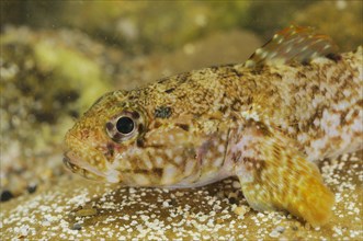 Rock Goby