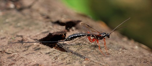 Sabre Wasp