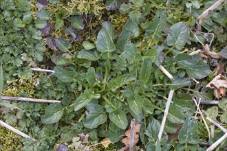 Wintercress