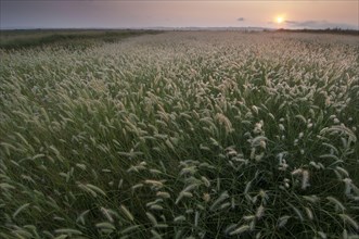 View of the grasses growing in the grazing marshes on the coast at sunrise