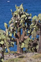 (Opuntia) echios var. echios on Plaza island, Galapagos