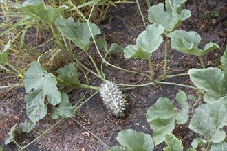 African Cucumber Wild Cucumber