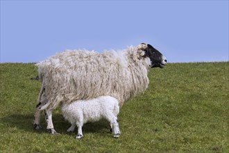 Domestic sheep Ewe with suckling lamb in a meadow