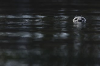 Pacific Common Seal