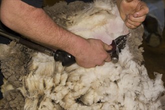 Shearing Carradal sheep for their fleece
