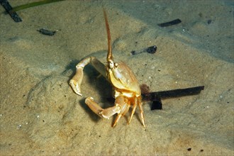 Masked Crab