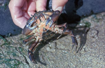 North Atlantic Beach Crab