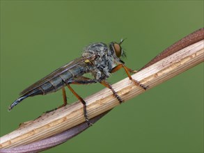 Kite-tailed Robberfly