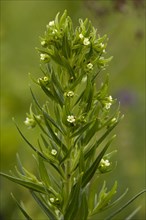 Common gromwell