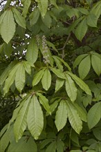 Indian horse chestnut