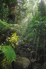 Lush vegetation overhanging stream in primary lowland rainforest habitat