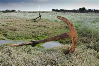 Rusty old anchors in saltmarsh habitat