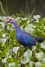 Purple Partridge