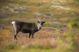 Reindeer