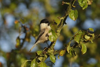 Adult willow tit