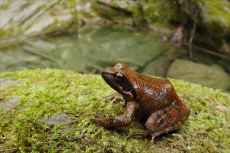 Italian stream frog
