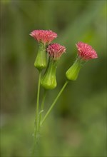 Florida Tasselflower